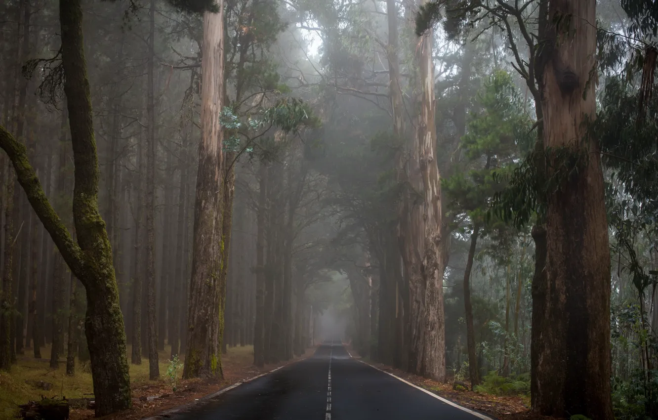 Photo wallpaper road, forest, fog