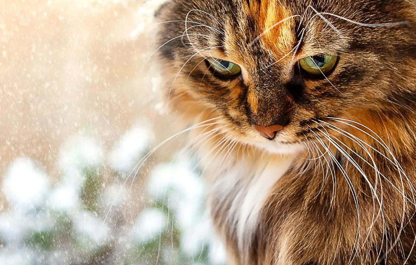 Photo wallpaper winter, cat, cat, mustache, look, snow, pose, portrait
