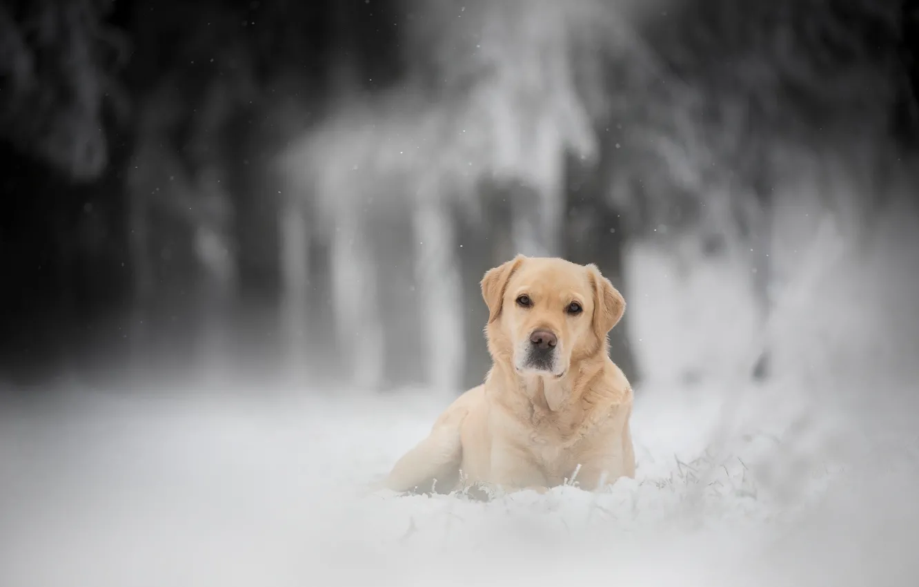 Photo wallpaper winter, forest, look, snow, dog, bokeh, Labrador Retriever