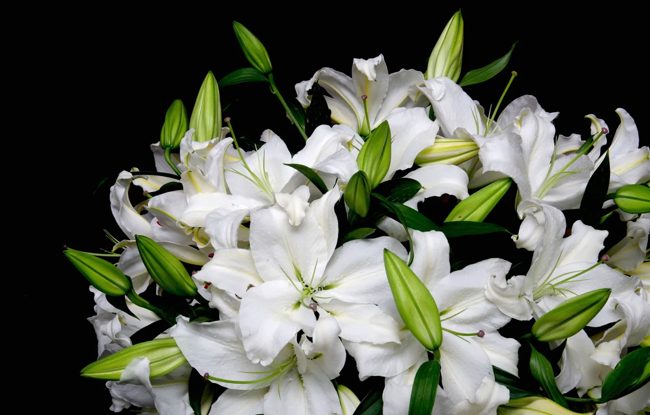 Photo wallpaper Lily, bouquet, white, black background