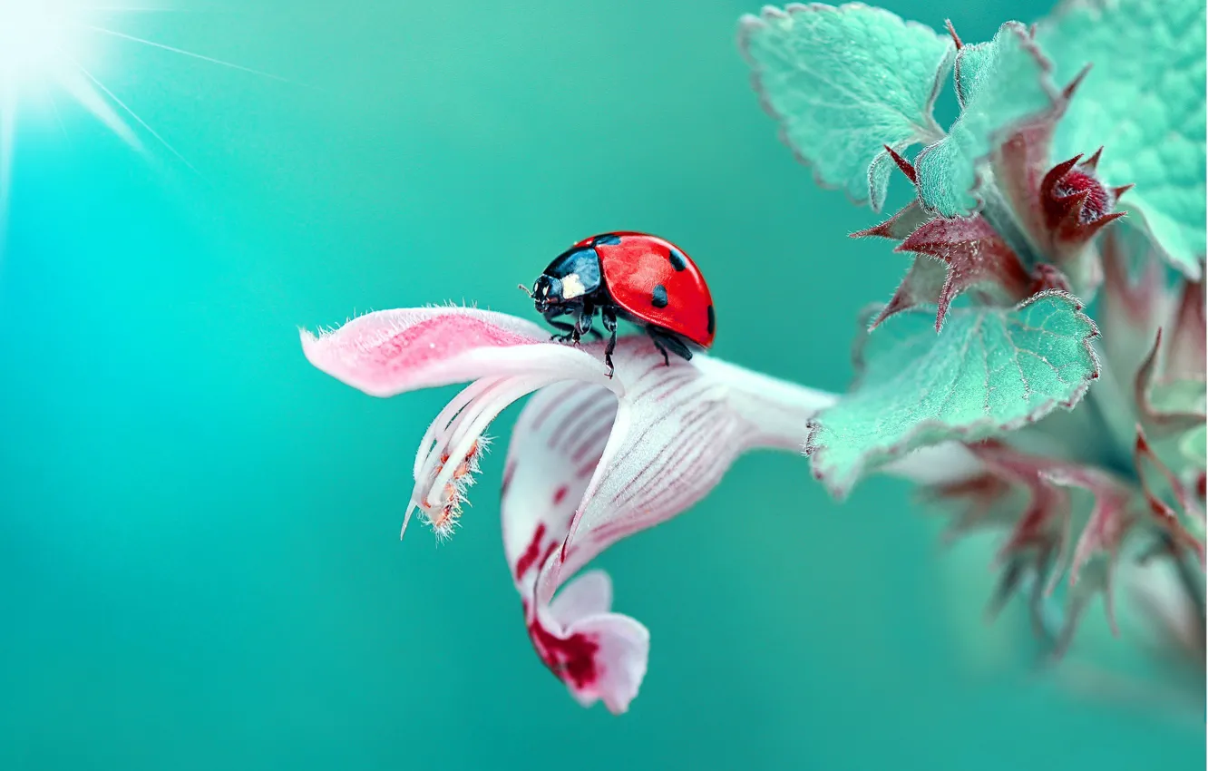 Photo wallpaper leaves, macro, flowers, ladybug, insect