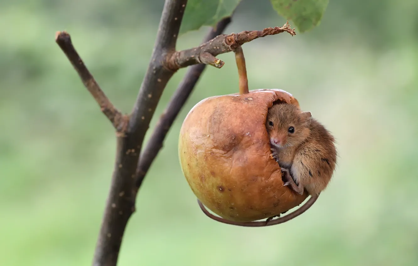 Photo wallpaper branches, apples, mouse, The mouse is tiny