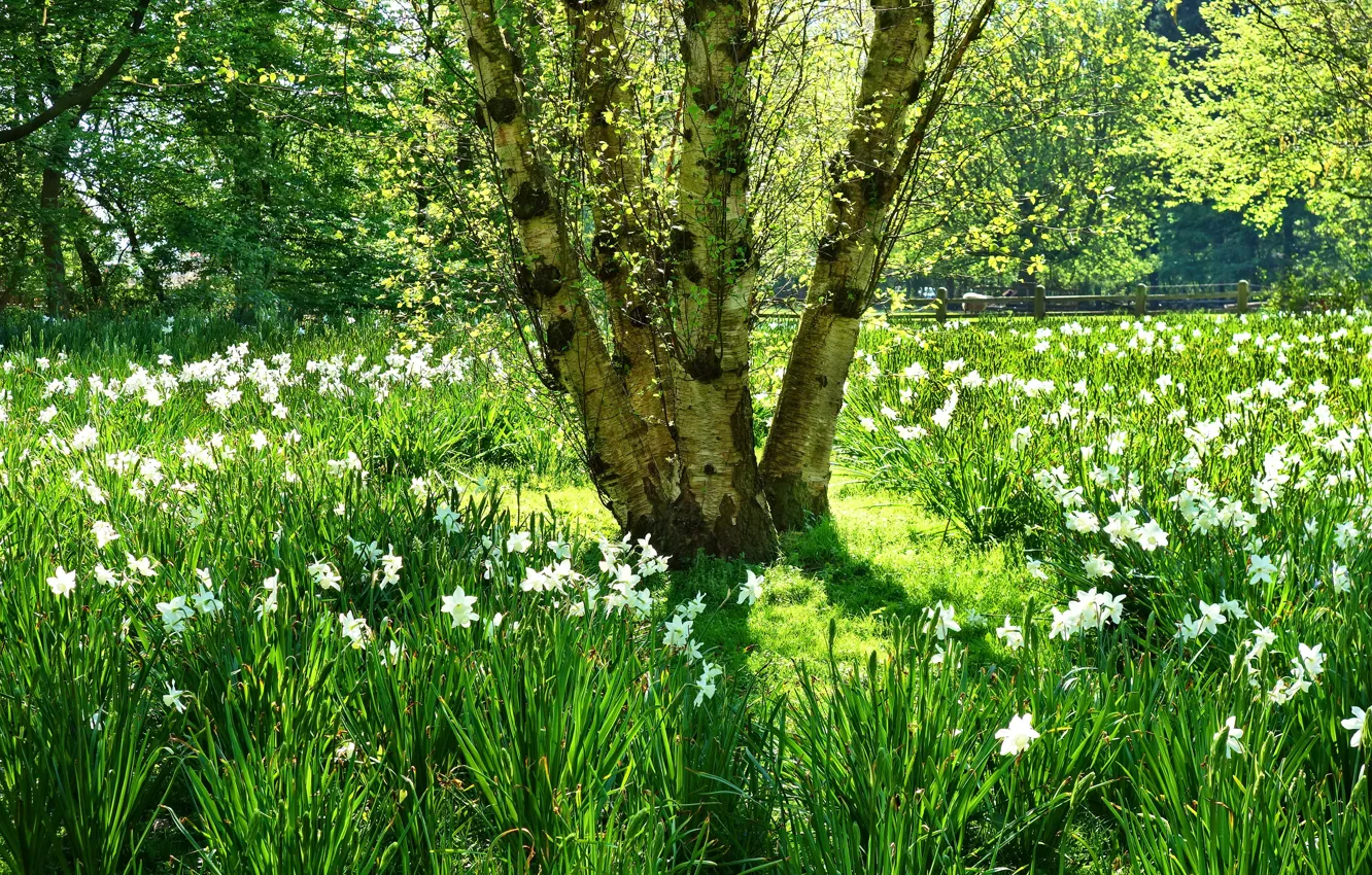 Photo wallpaper greens, grass, leaves, light, trees, landscape, flowers, nature