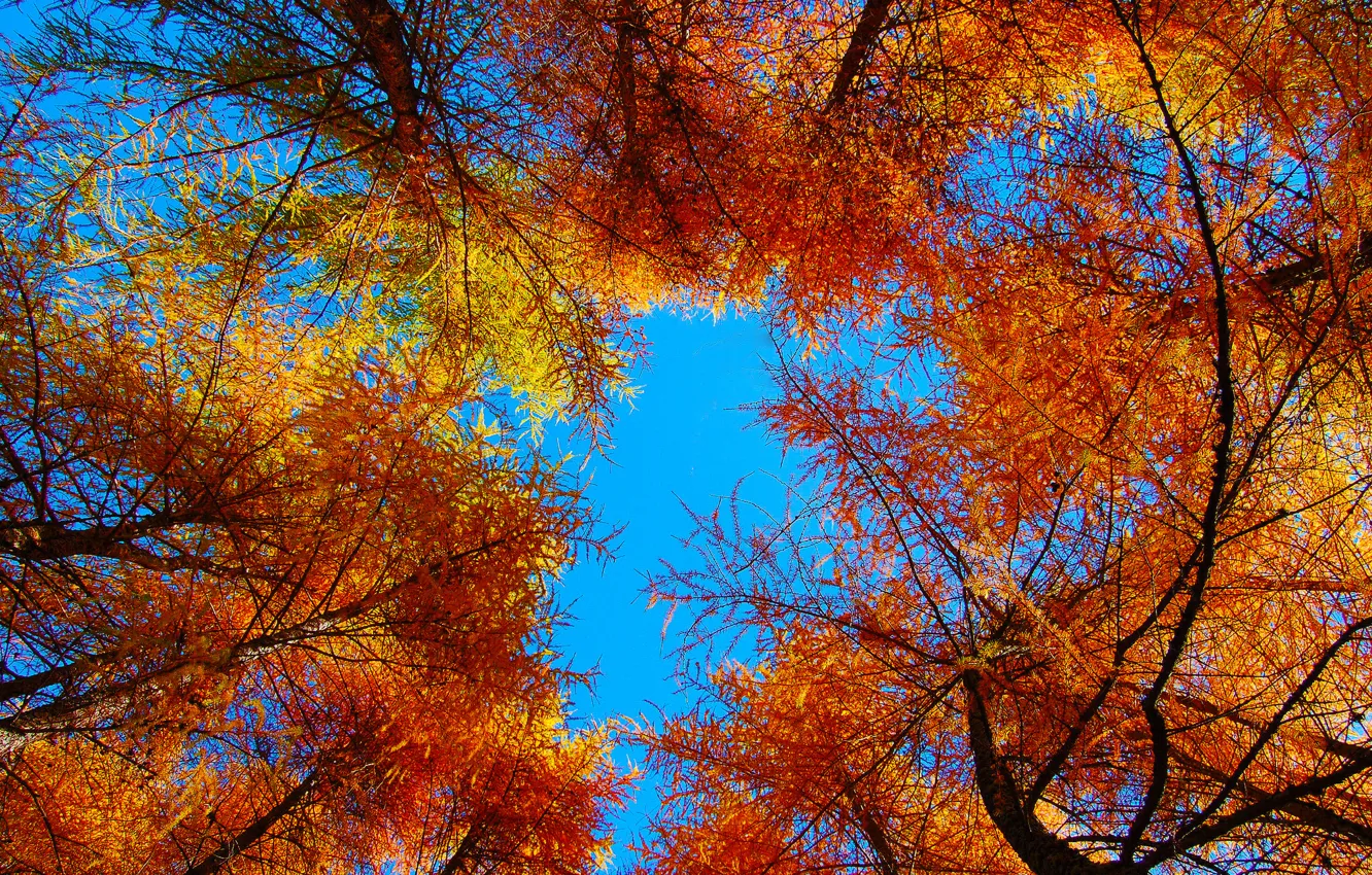 Photo wallpaper autumn, the sky, leaves, trees