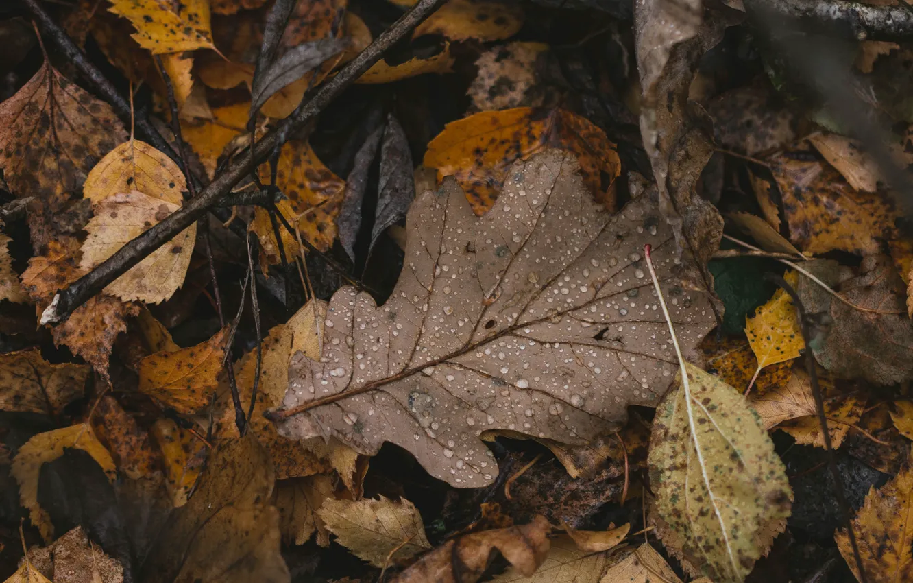 Photo wallpaper autumn, leaves, macro, rain, fallen leaves