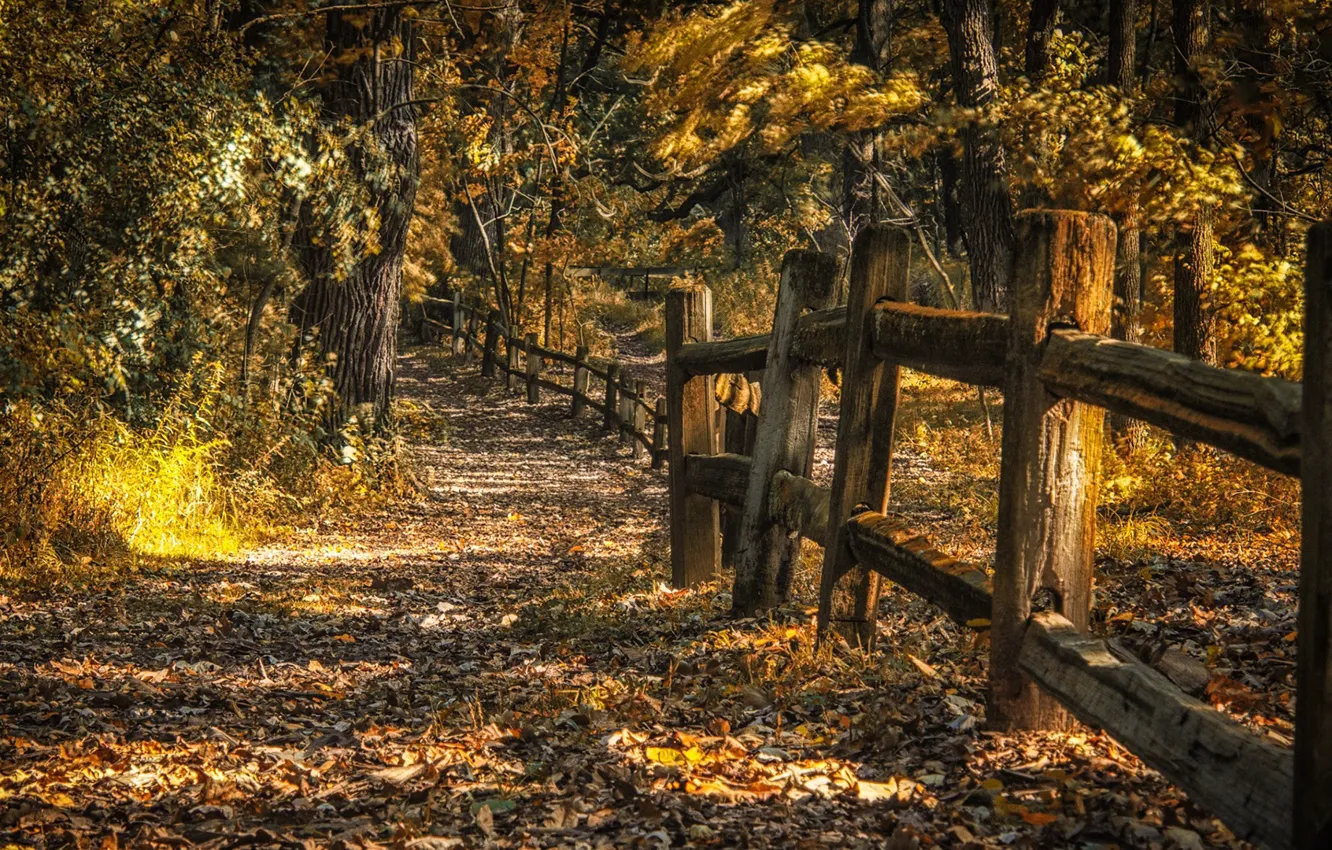 Photo wallpaper autumn, landscape, nature, the fence, yellow leaves
