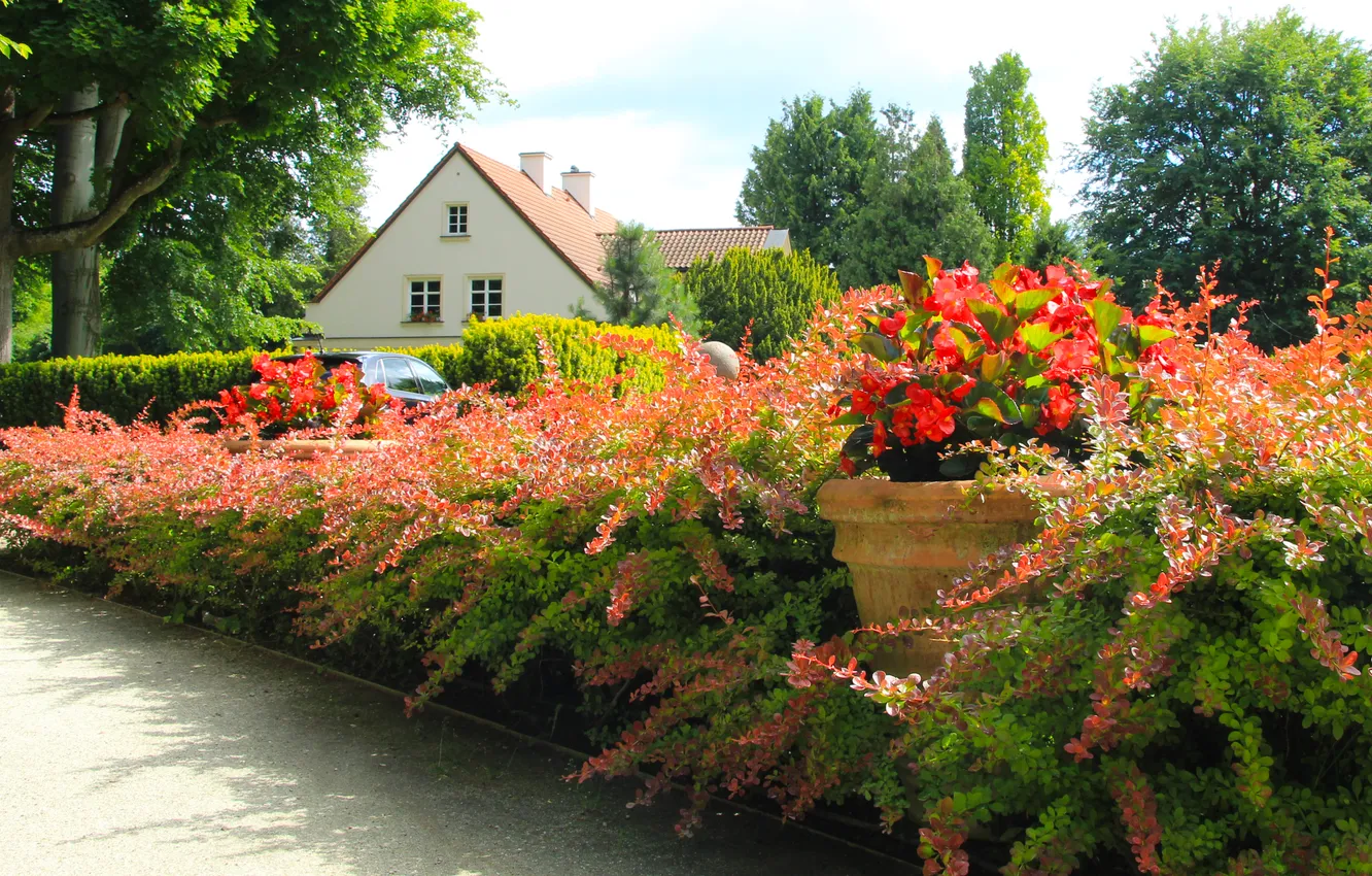 Photo wallpaper flower, park, plants, alley