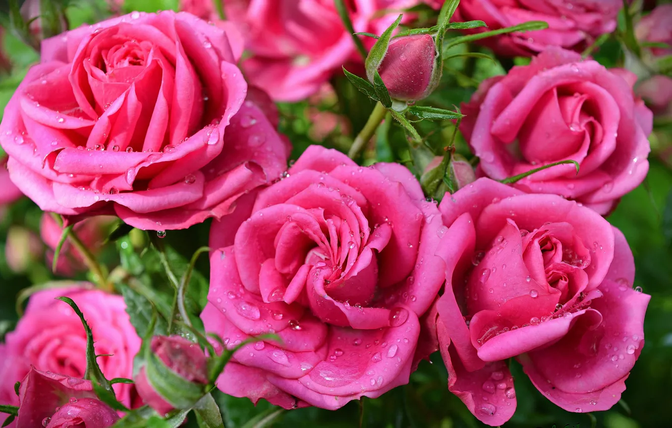 Photo wallpaper Drops, Drops, Pink roses, Pink roses