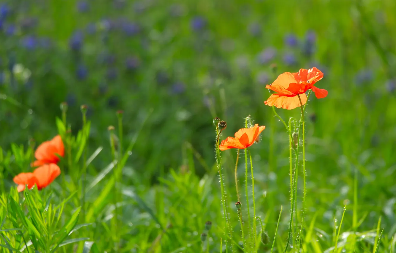 Photo wallpaper red, poppy, meadow