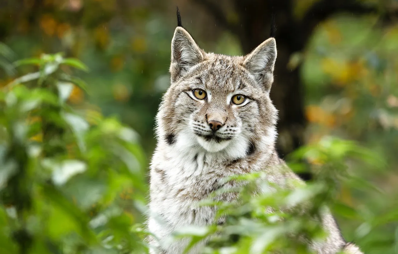 Photo wallpaper look, foliage, portrait, lynx, face, the bushes, bokeh