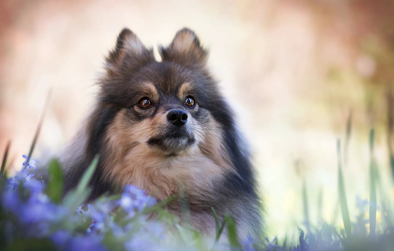 Photo wallpaper look, flowers, portrait, dog, face, bokeh, Spitz