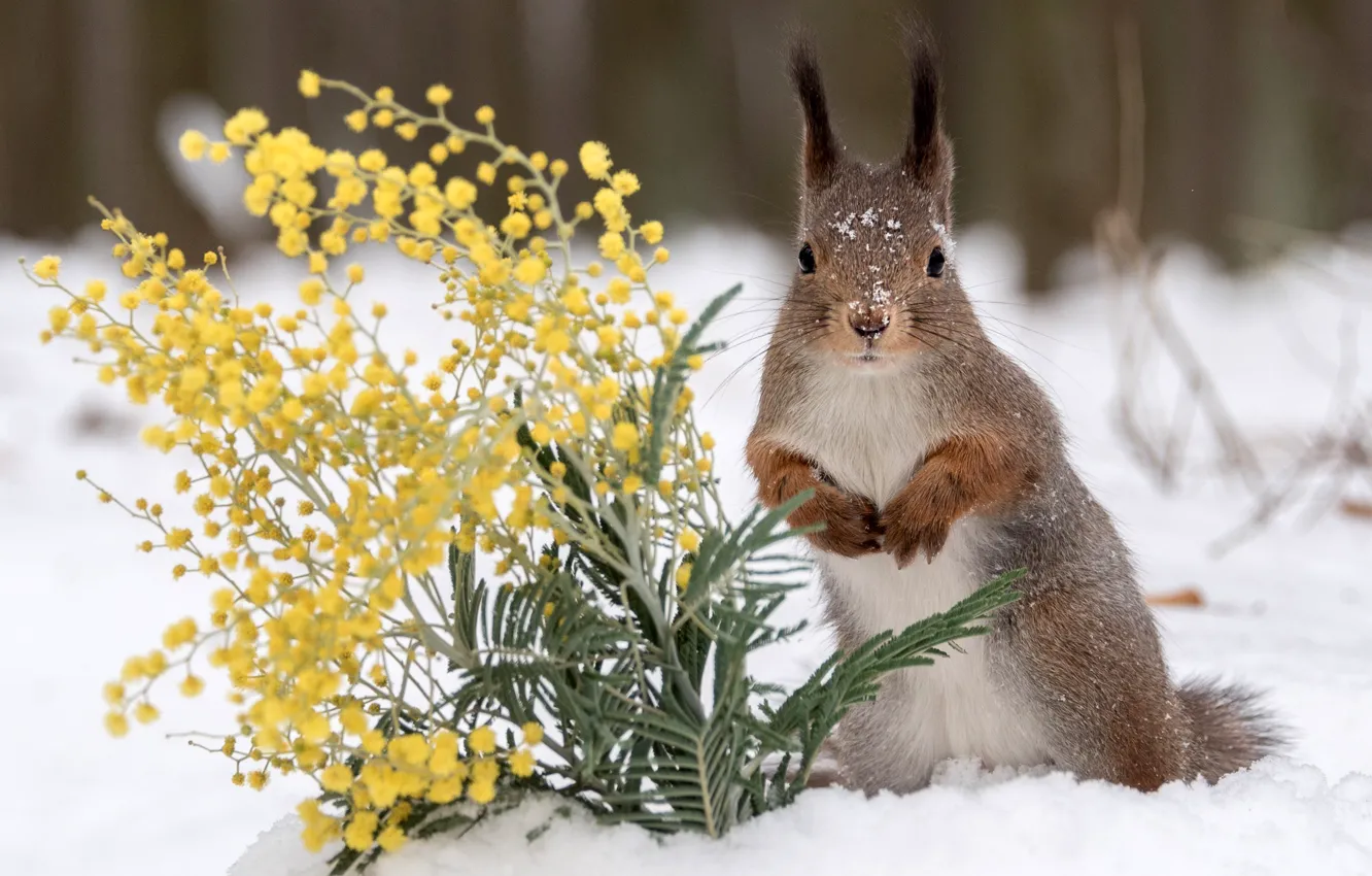 Photo wallpaper winter, snow, flowers, protein, red, Mimosa