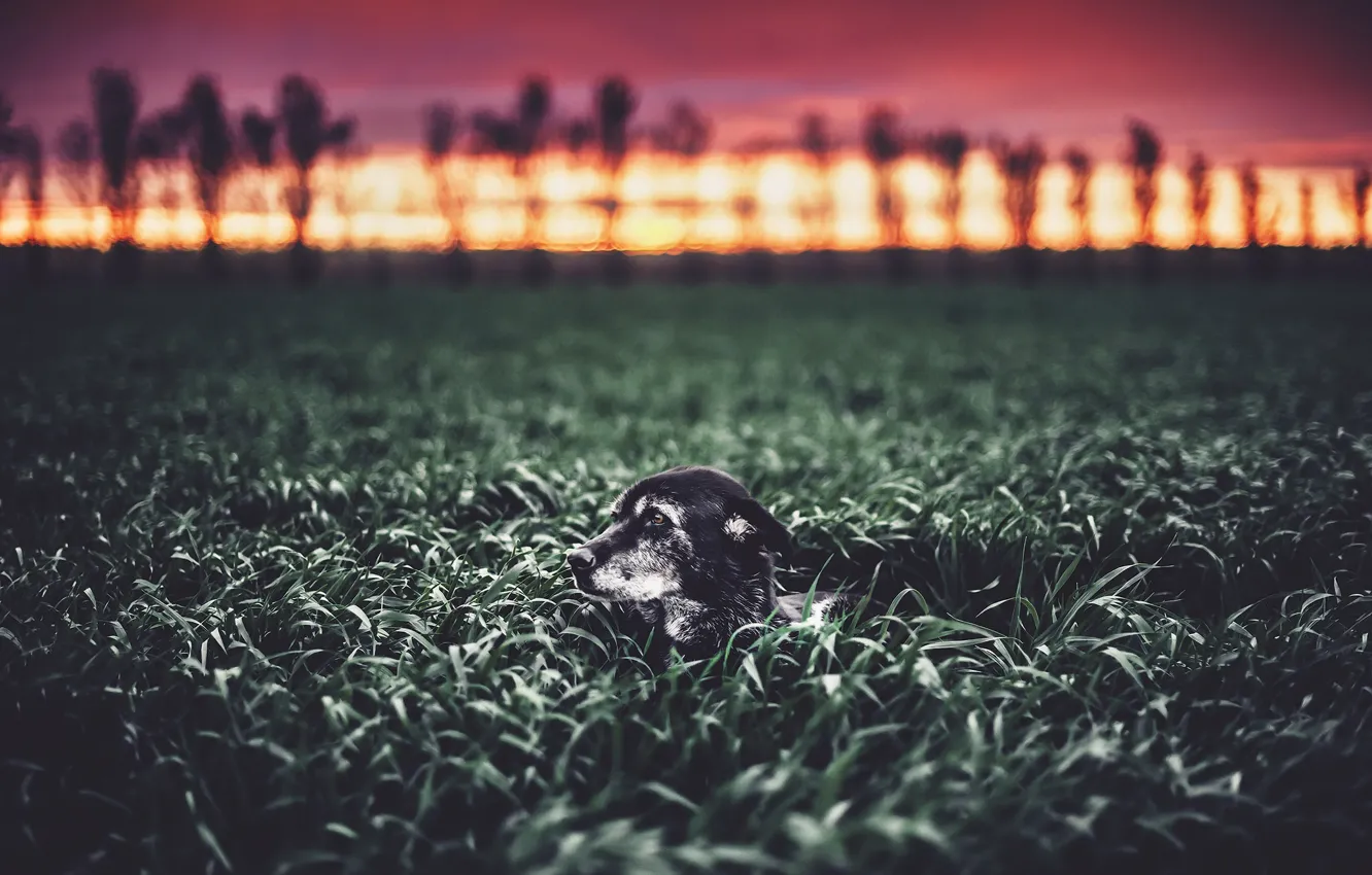 Photo wallpaper field, nature, dog