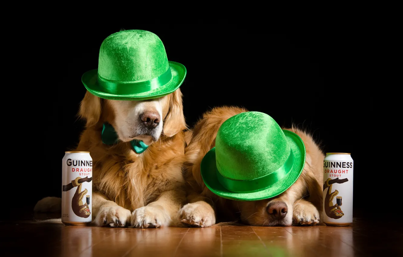 Photo wallpaper dogs, pair, hats