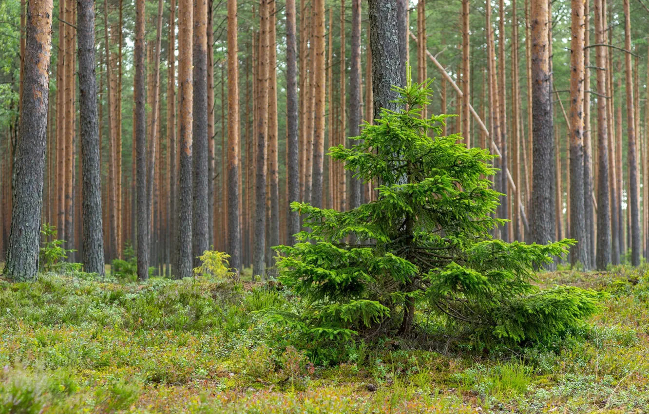 Photo wallpaper forest, moss, tree, Sosnovy