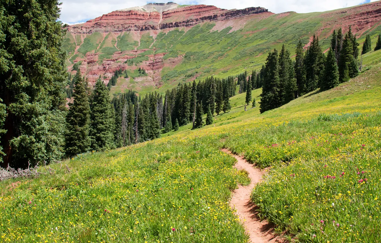 Photo wallpaper greens, forest, summer, grass, the sun, trees, flowers, mountains