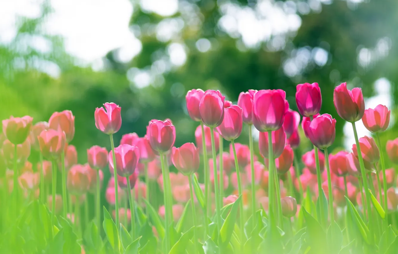 Photo wallpaper greens, light, flowers, spring, garden, tulips, pink, flowerbed