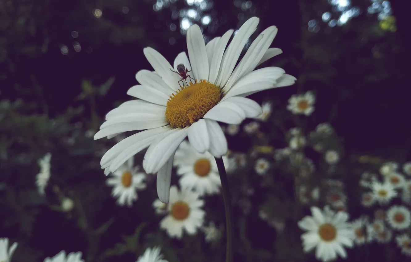 Photo wallpaper the mosquito, languid evening, constellation of daisies, charming garden