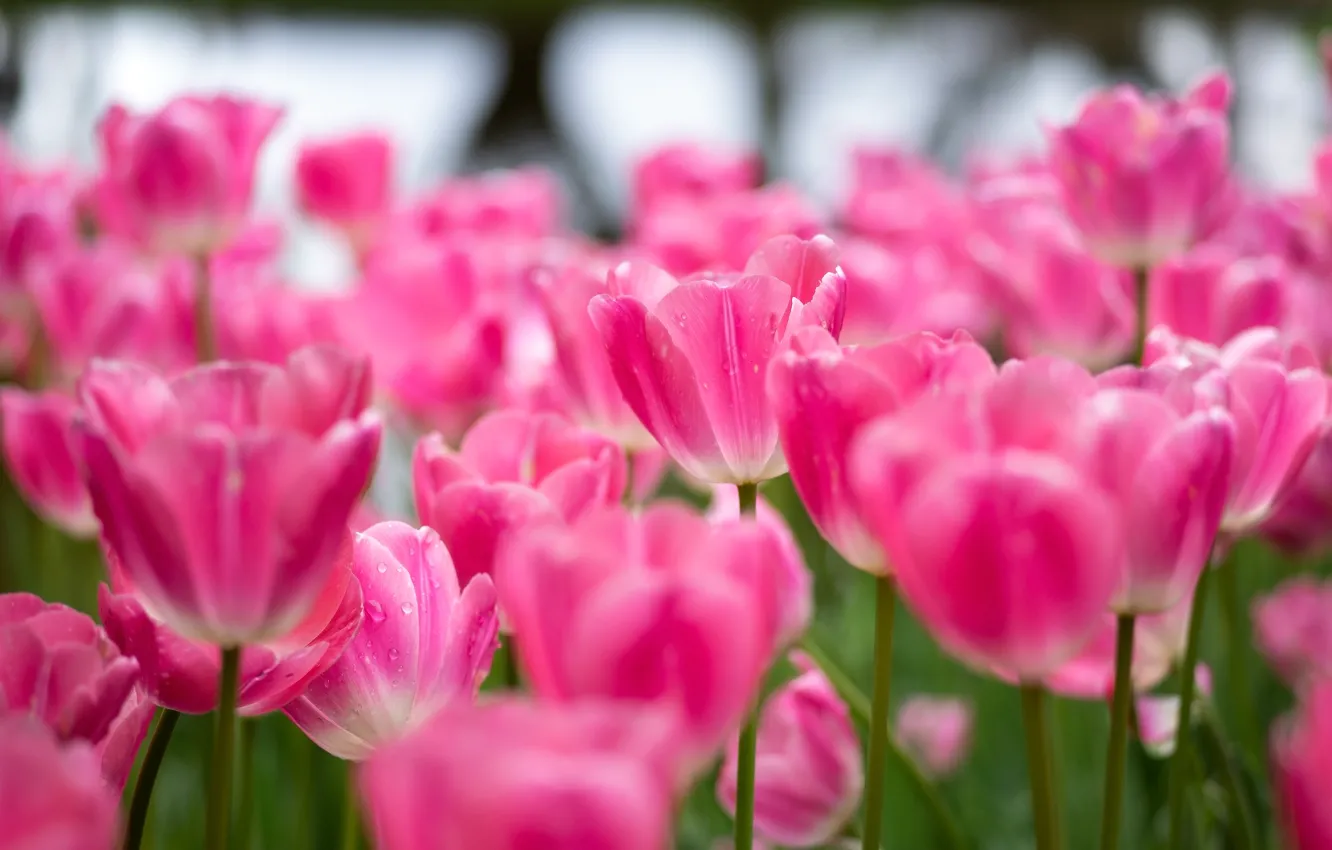 Photo wallpaper field, drops, flowers, blur, tulips, pink, buds, flowerbed