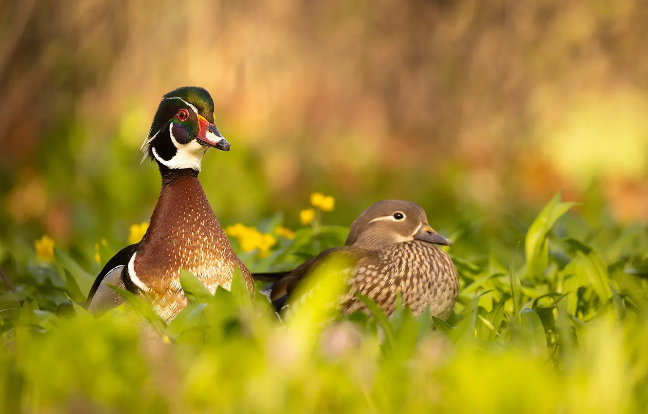 Photo wallpaper nature, bird, duck, pair, karolinka