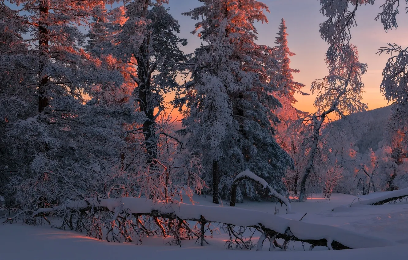 Photo wallpaper winter, forest, the sky, snow, trees, landscape, sunset, nature