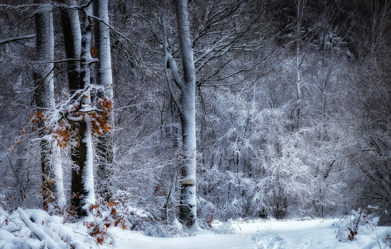 Photo wallpaper winter, frost, forest, snow, trees, branches, thickets, frost