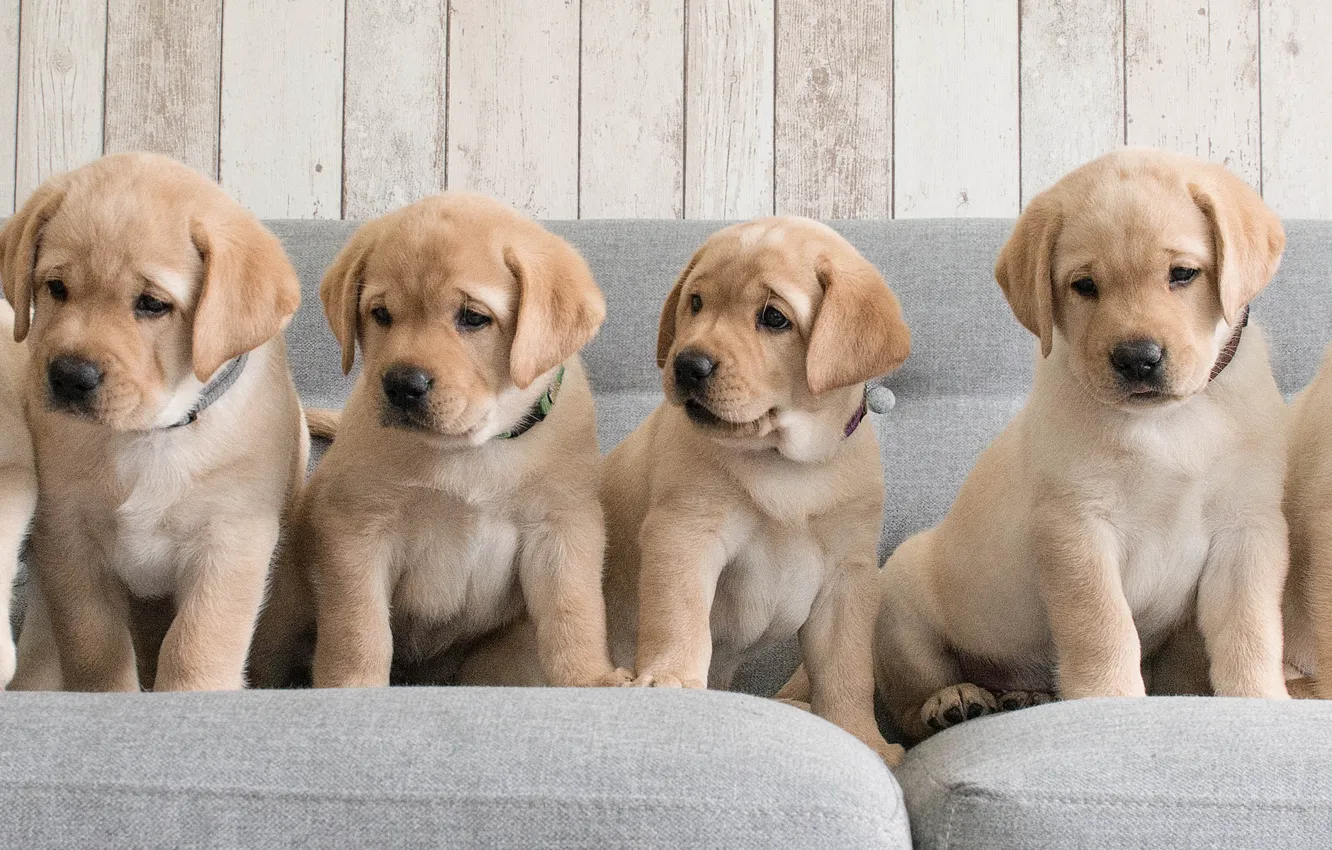 Photo wallpaper dogs, sofa, puppies, Golden Retriever, Golden Retriever