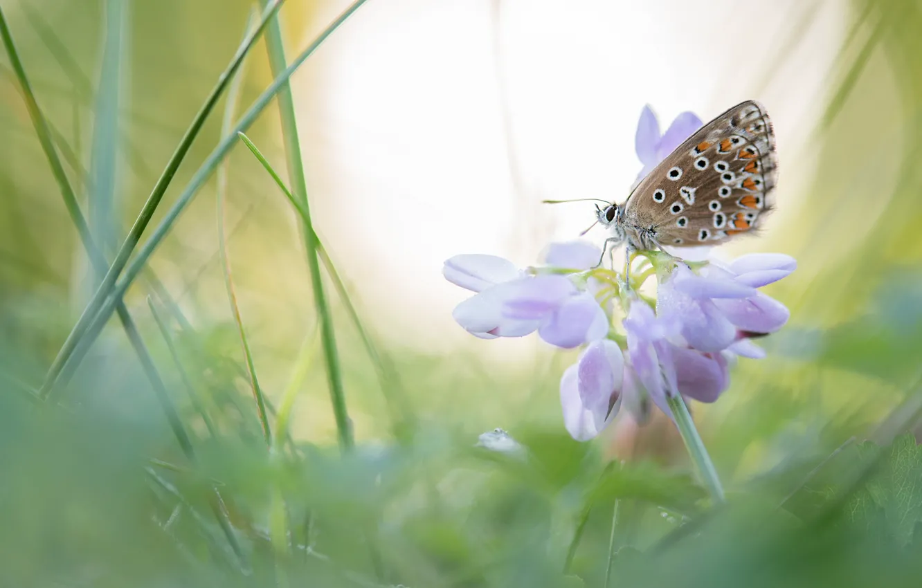 Photo wallpaper flower, summer, grass, macro, light, background, butterfly, blur