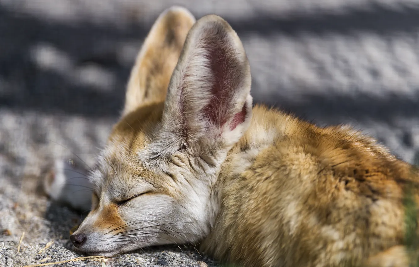 Photo wallpaper face, stay, sleep, Fox, profile, Fox, Fenech, ©Tambako The Jaguar