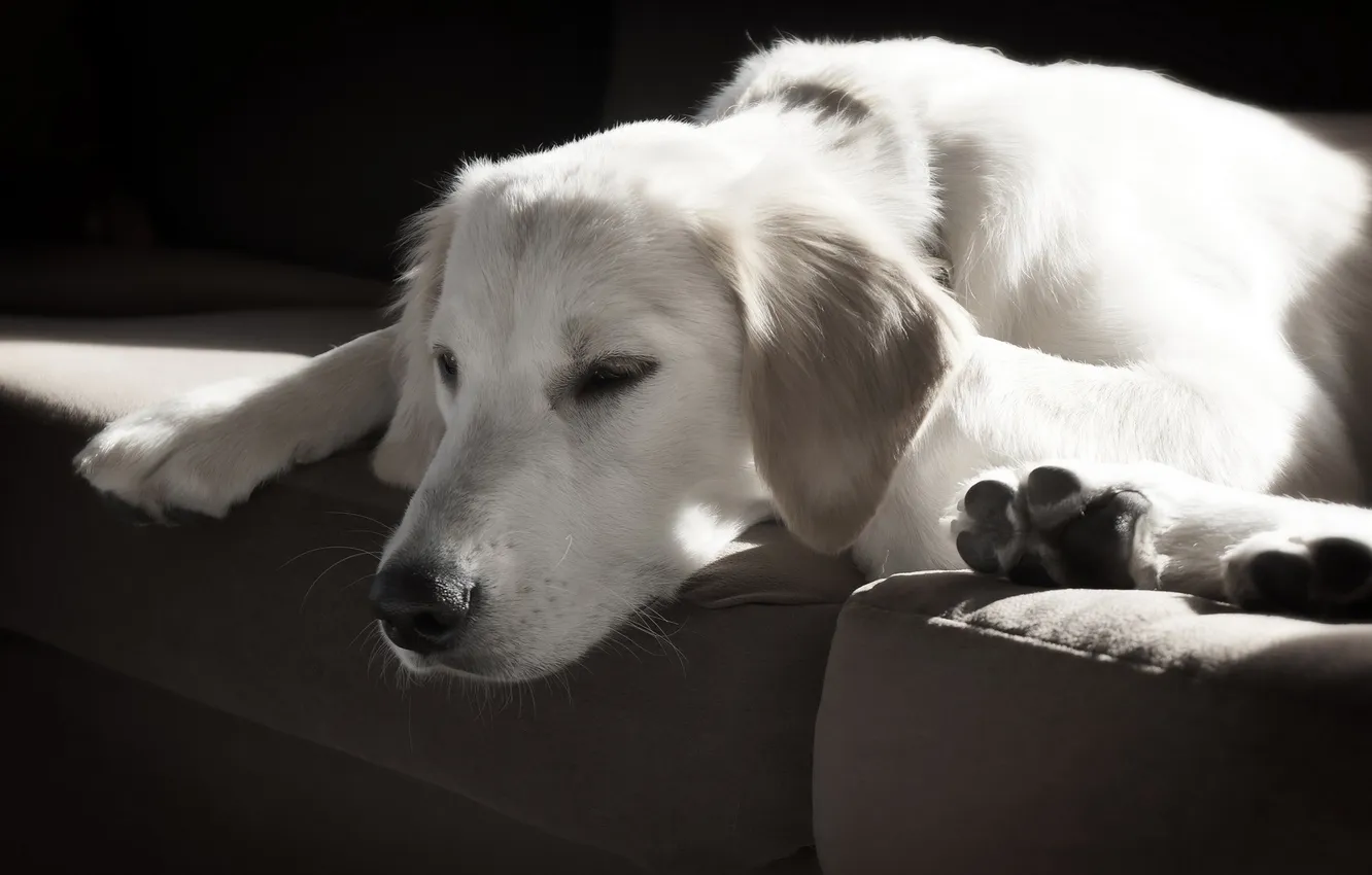 Photo wallpaper each, home, dog