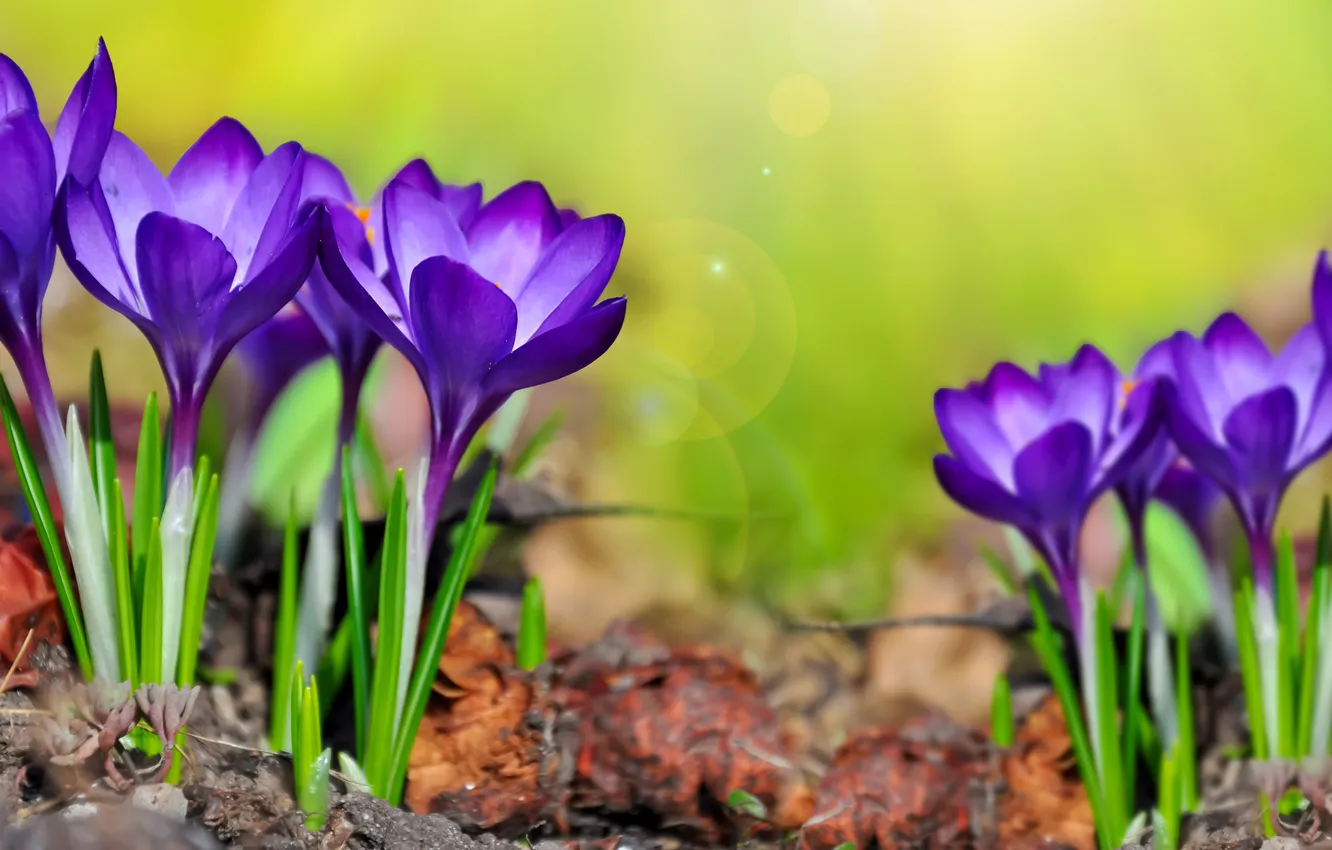 Photo wallpaper flowers, crocuses, flowers, spring, purple, meadow, Crocus