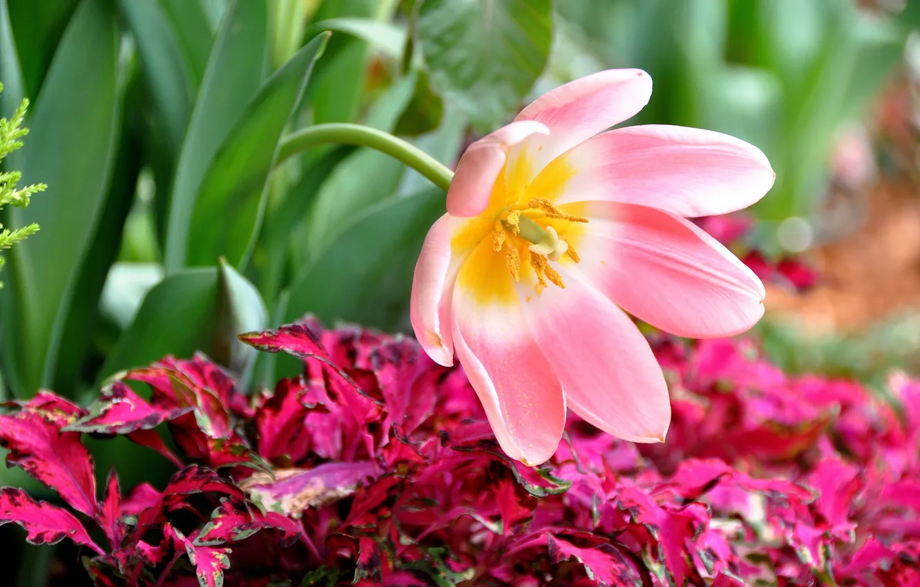 Photo wallpaper petals, tulips, pink