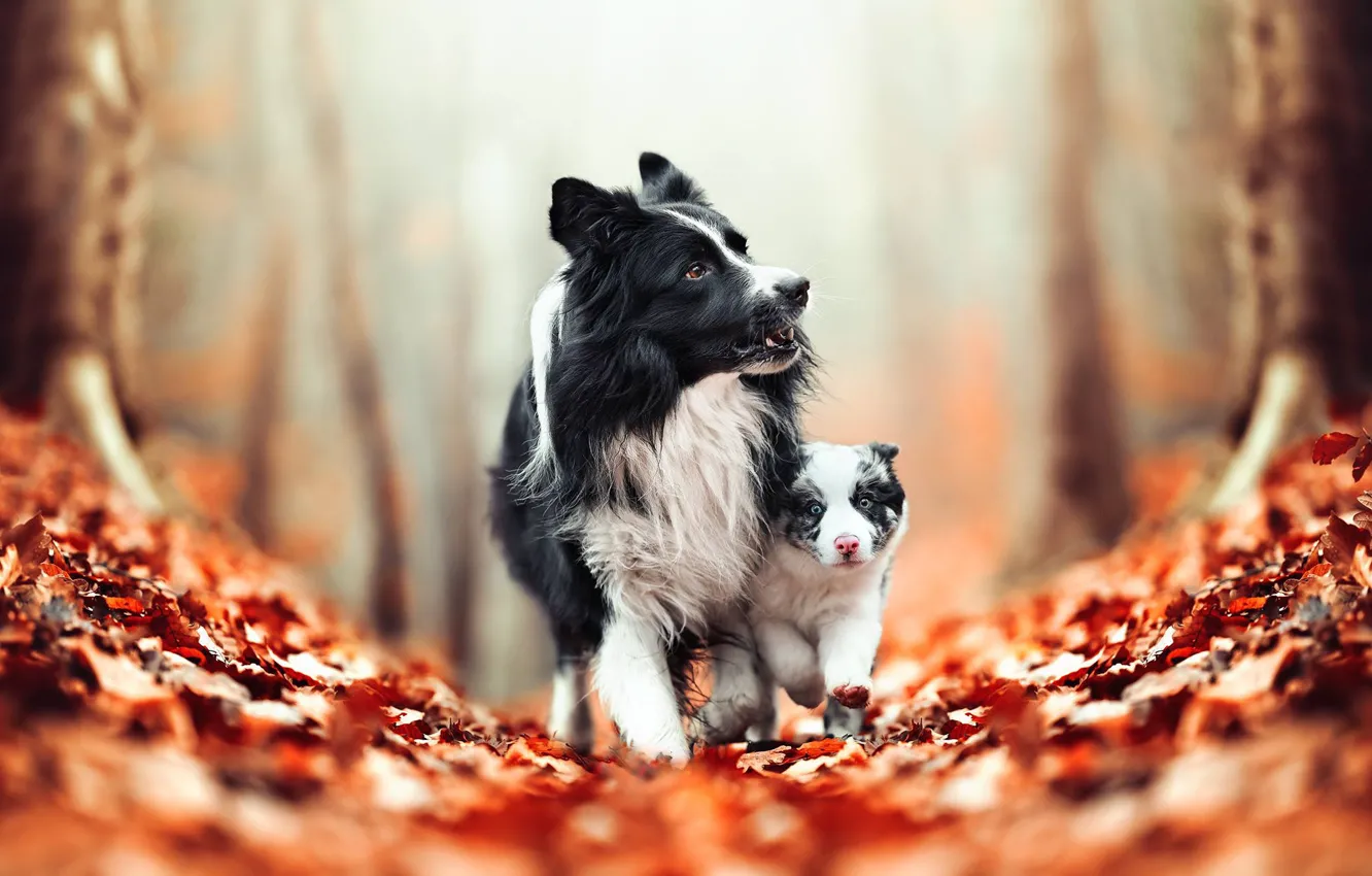 Photo wallpaper autumn, dogs, leaves, puppy, bokeh, The border collie