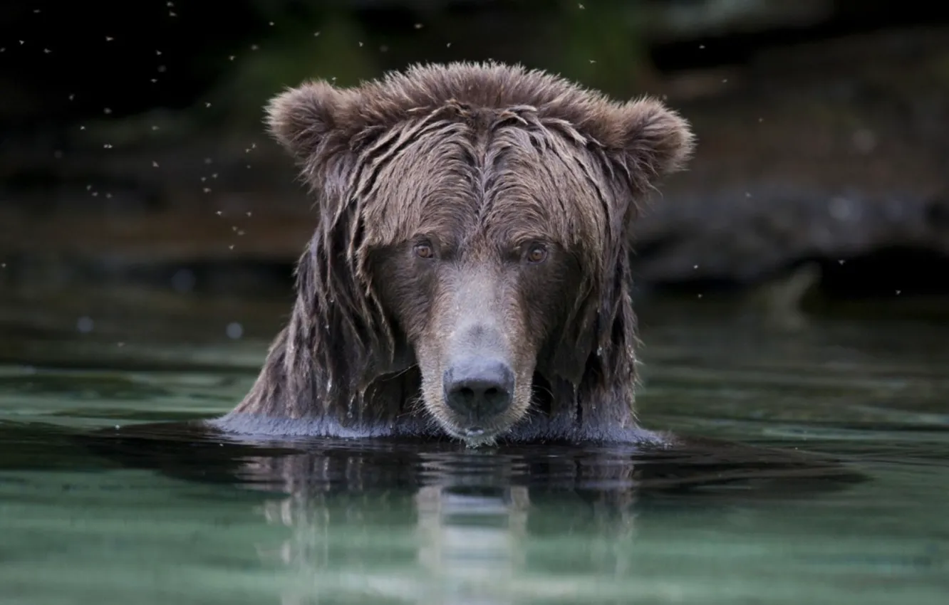 Photo wallpaper Brown Bear, bear, animal, wildlife