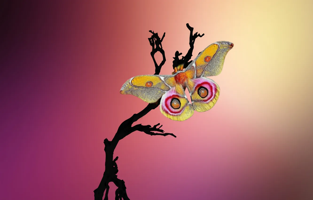 Photo wallpaper yellow, butterfly, purple, branch, gradient