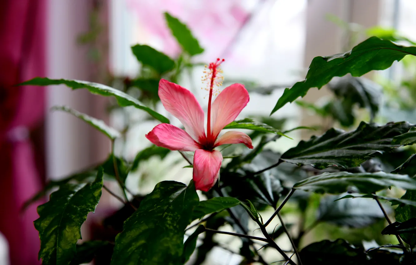 Photo wallpaper leaves, flowers, buds