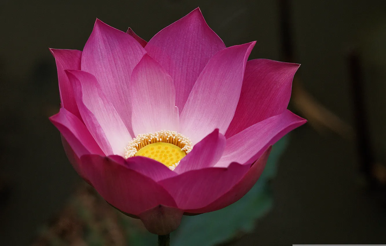 Photo wallpaper flower, background, pink, Lotus