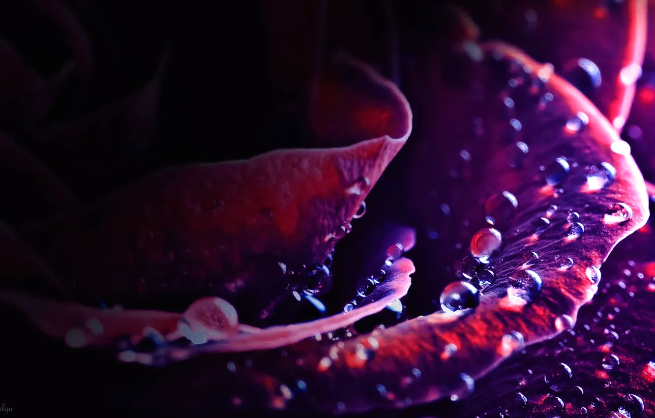 Photo wallpaper water, drops, flowers, Rosa, roses, petals