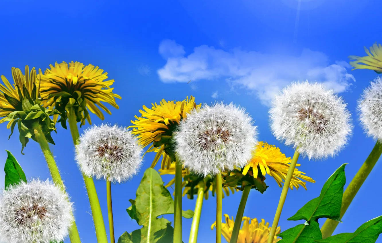 Photo wallpaper field, the sky, the sun, dandelion, spring, yellow, flowers, spring