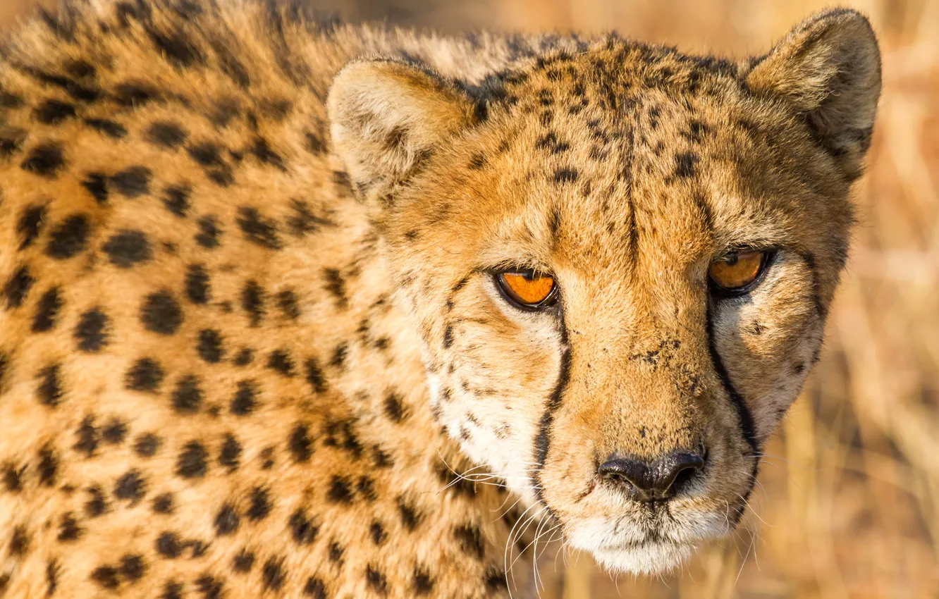 Photo wallpaper cat, look, face, Cheetah, wild cats, wildlife