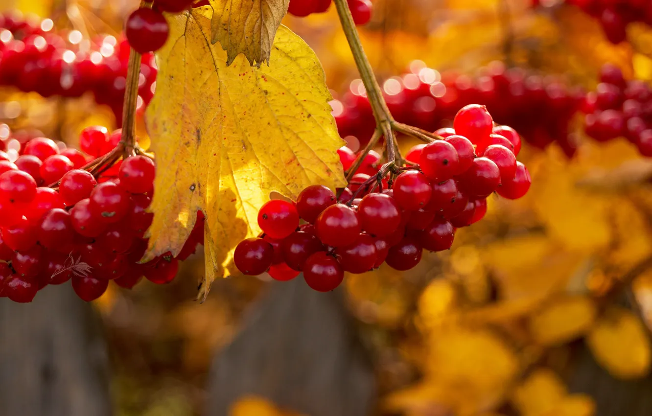 Photo wallpaper autumn, berries, Kalina