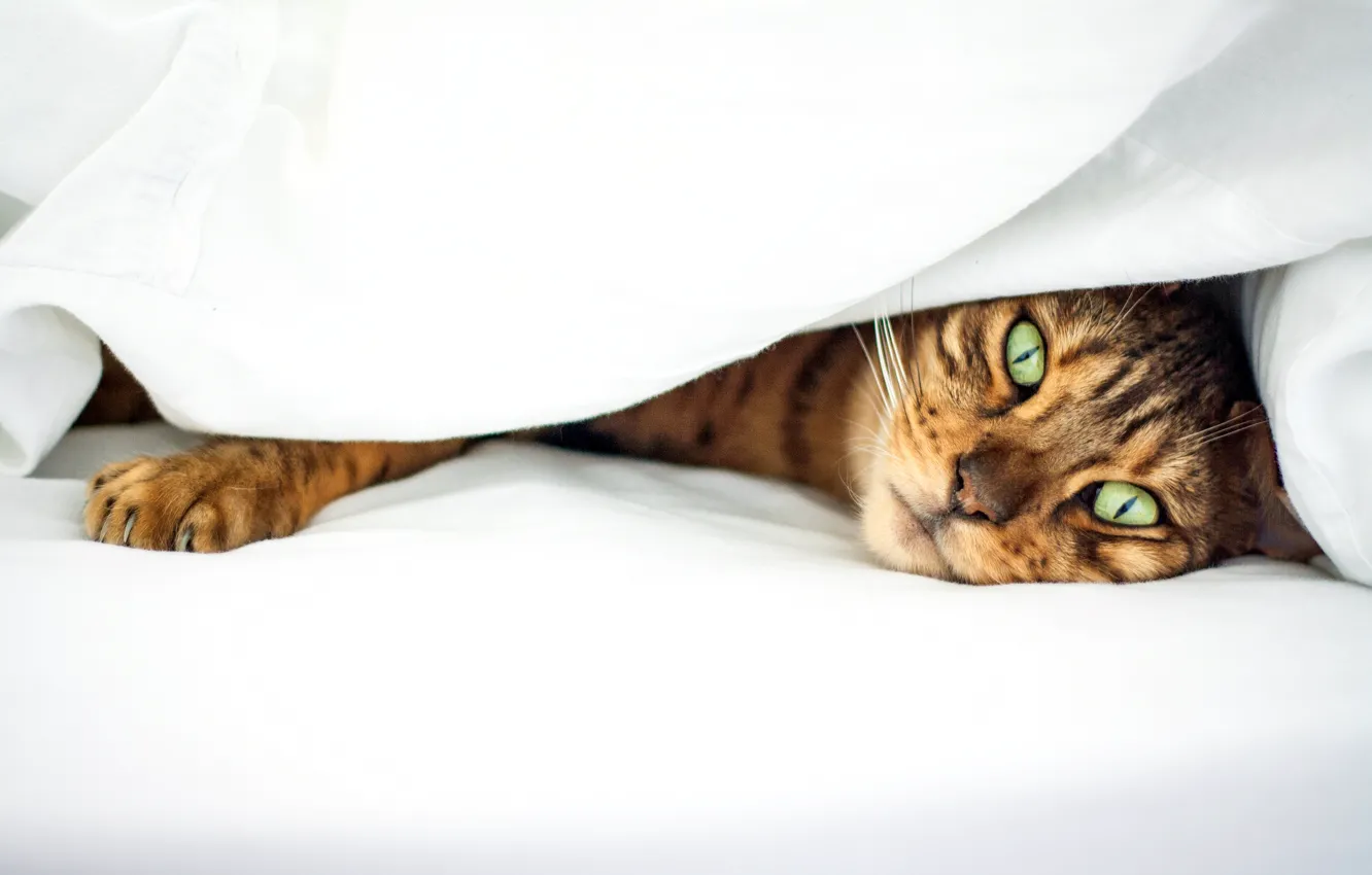 Photo wallpaper cat, eyes, cat, green, bed, striped