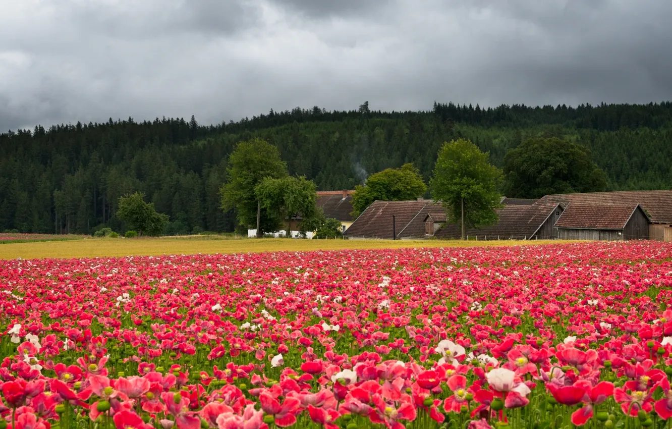 Photo wallpaper forest, summer, clouds, flowers, red, Maki, meadow, space