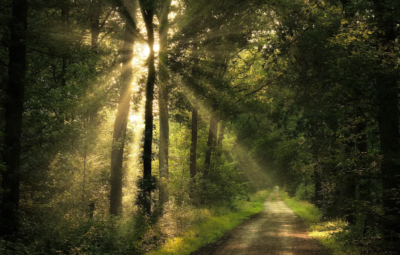Photo wallpaper road, forest, summer, light