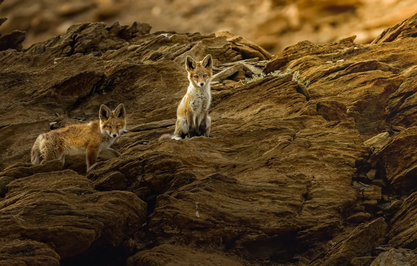 Photo wallpaper nature, animals, Fox