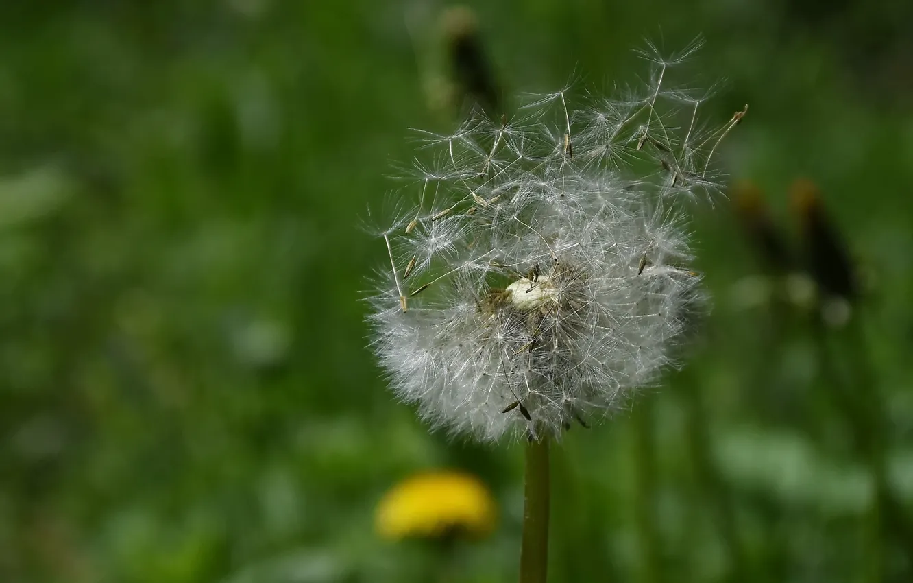 Photo wallpaper macro, flowers, nature, dandelion, spring