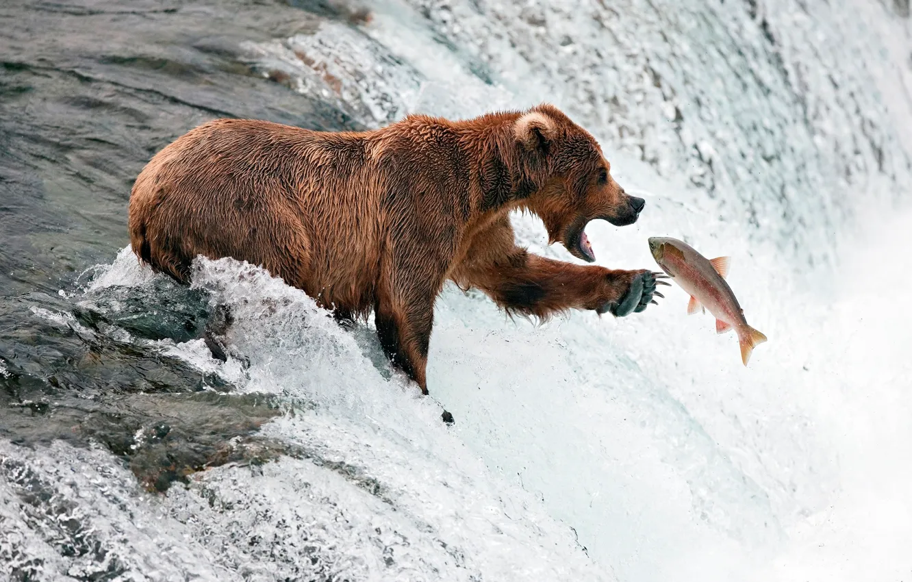 Photo wallpaper river, fishing, stream, fish, bear