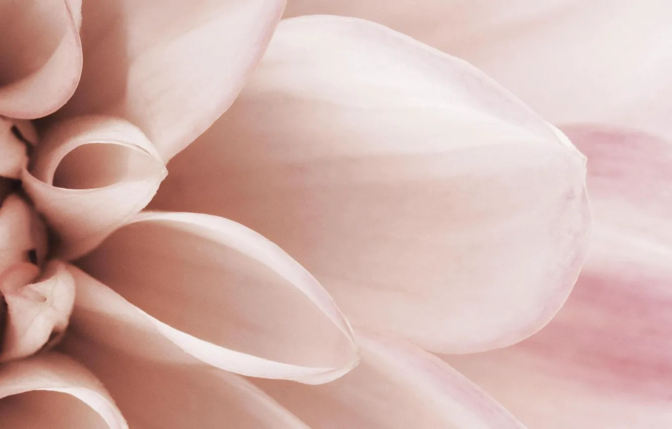 Photo wallpaper flower, macro, pink, tenderness, petals