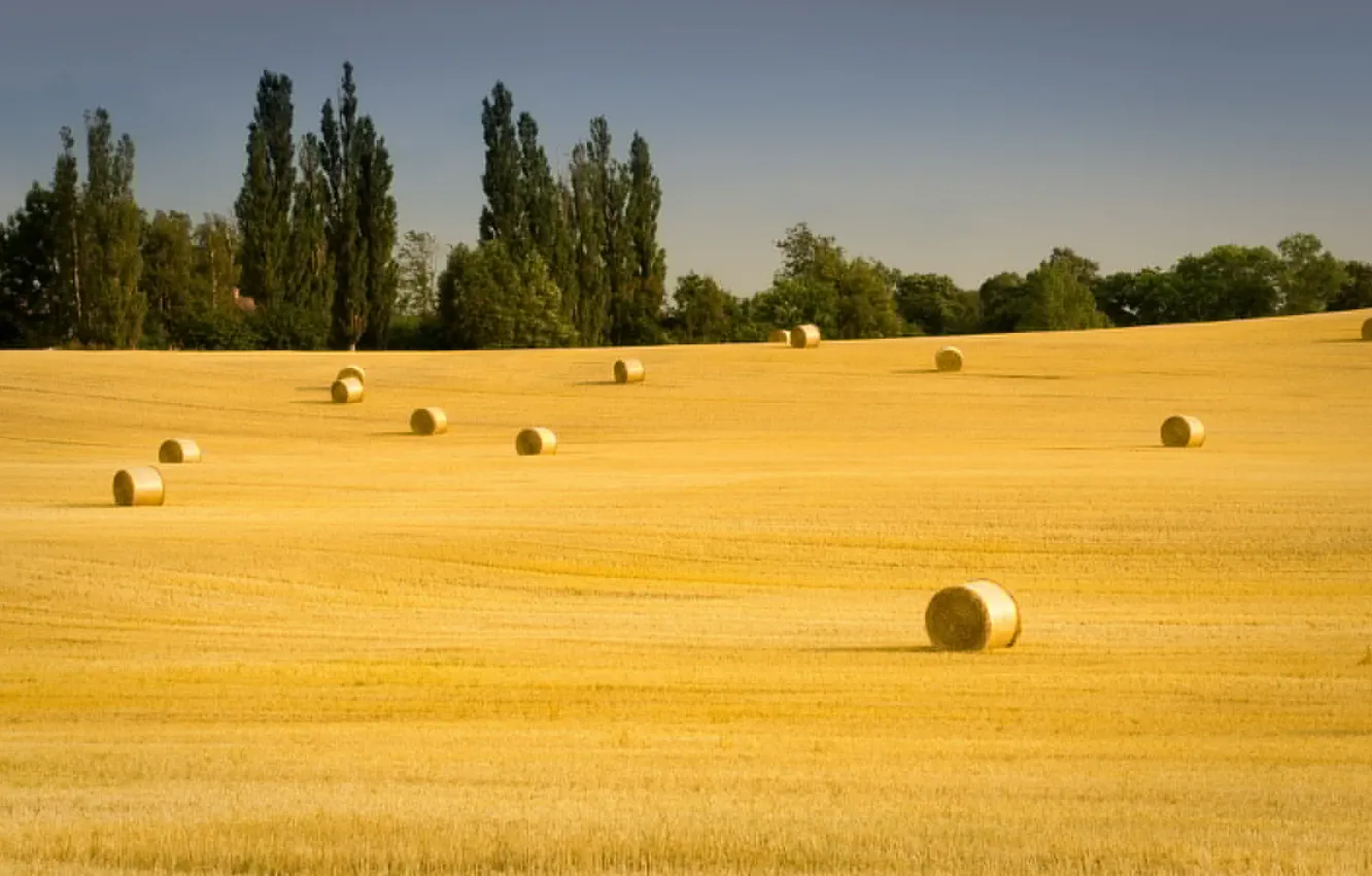 Photo wallpaper field, summer, hay