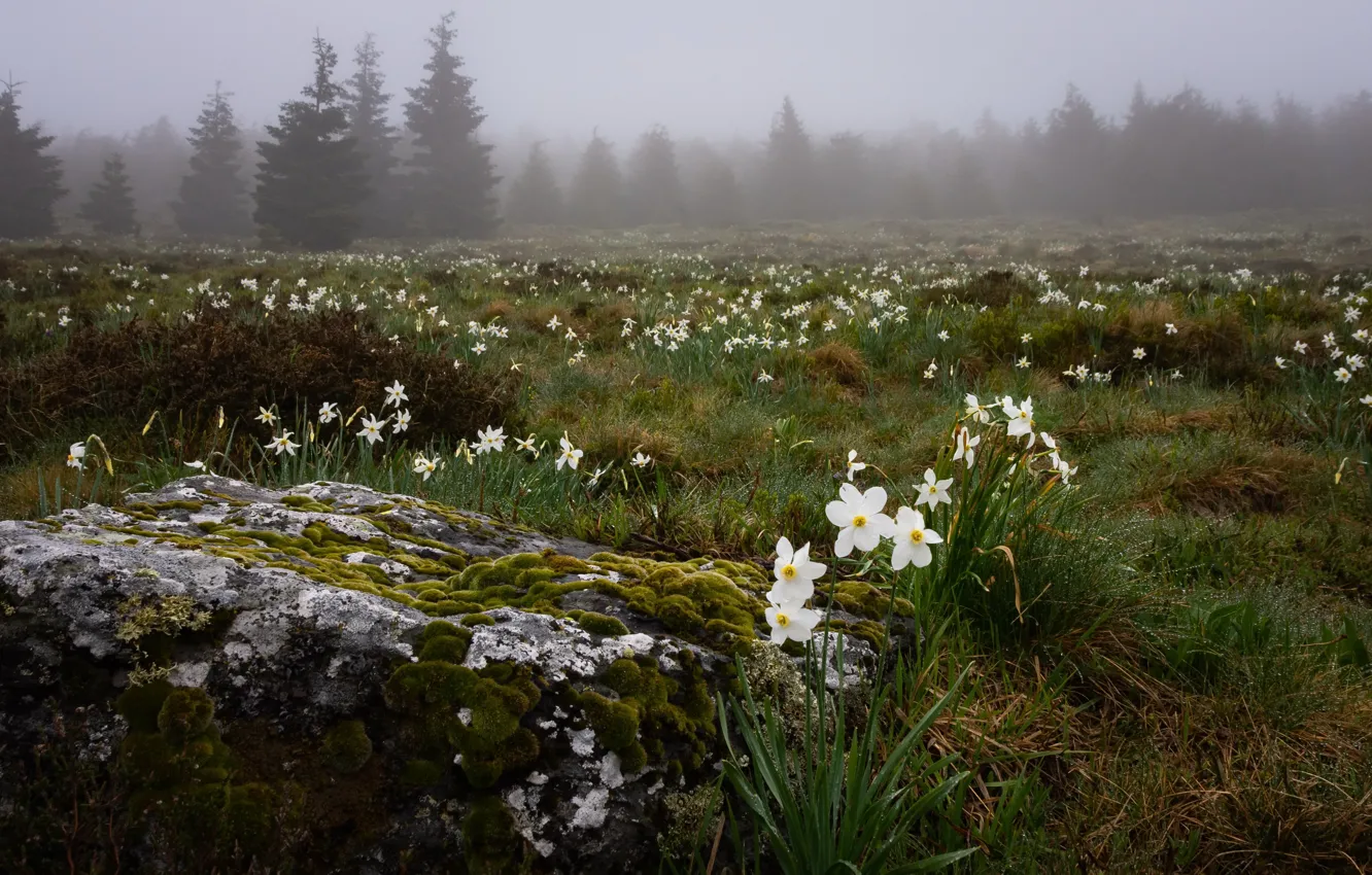 Photo wallpaper field, flowers, nature, fog, daffodils